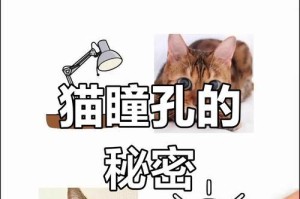 深夜猫叫之谜（探秘猫咪夜晚无休止的叫声）