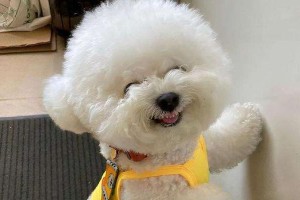 如何科学哺养比熊幼犬？（比熊幼犬哺乳期养护详解）
