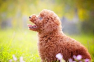 如何成功训练贵宾犬？（掌握这些绝技，成为贵宾犬的主人！）