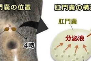 正常猫肛门的外观及功能（了解猫肛门的形态和作用）