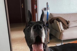 大丹犬立耳指南（让您的大丹犬更有气质）
