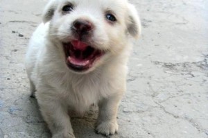 如何照顾刚刚断奶的小可蒙犬（宠物养护指南）