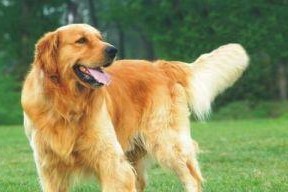 金毛犬的毛发生长时间及特点