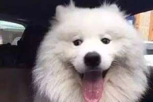 萌宠美容（宠物美容从此不再难！如何给你的萨摩耶犬做最完美的美容）