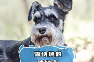 雪纳瑞的饲养与喂养指南（雪纳瑞狗粮喂养的重要性与注意事项）