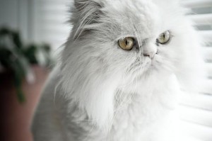探秘安哥拉猫的独特魅力（探索安哥拉猫的外貌特征、性格特点及护理要点）