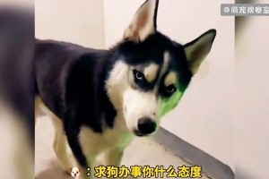 狗为什么喜欢欺负小孩？（探究狗欺负小孩的原因及如何预防）