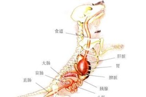 宠主要当心！狗狗肾衰竭的八大原因（了解这些关键原因，宠物肾健康才能有保障）
