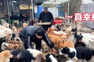 狗狗的健康饮食之拌饭（以狗狗喜欢的食材为主，打造健康营养的拌饭）
