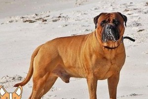 斗牛马士提夫犬的饲养全攻略（打造健康快乐的宠物生活）