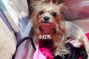 约克夏犬日常护理小妙招（让你的爱宠更健康、美丽、活泼）