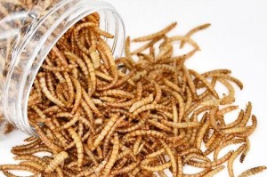 怀孕的母仓鼠需要的营养食物有哪些？（除了面包虫，还有哪些食物适合怀孕的母仓鼠？）
