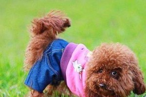 以泰迪犬的换粮指南（让你的宠物吃得健康快乐的五大秘诀）