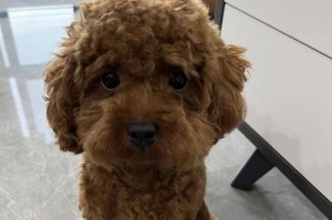 贵宾犬的安静训练（消除贵宾犬的乱叫行为，让家庭更加安宁）