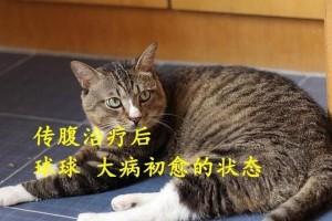 猫传腹病毒（了解猫传腹病毒，守护爱宠健康）