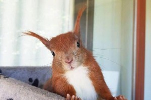 猫咪的爱情观（探究猫咪对于爱情的态度和行为）