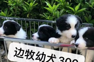 边境牧羊犬的价格及其高昂原因（探究边境牧羊犬的市场价格和相关因素）