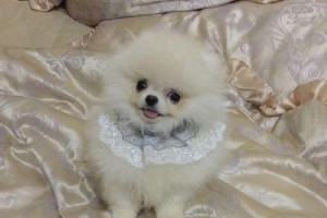 探秘博美犬的可爱小世界（了解博美犬的品种特点和饲养技巧，打造幸福宠物家庭）