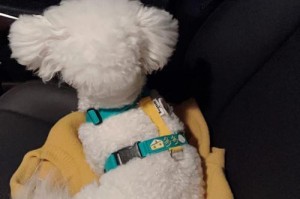 比熊犬晕车怎么办？（宠物出行，如何预防晕车？）