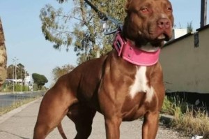 比特犬肌肉如何增长（科学喂养和适当锻炼，让你的比特犬拥有强壮肌肉）