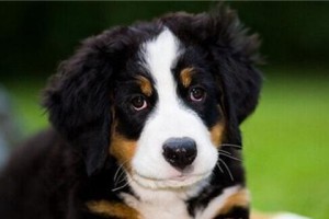 如何正确养护伯恩山犬（两个必须注意的关键点，让宠物健康快乐成长）