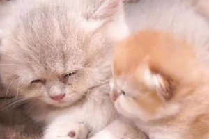 猫咪断奶后会持续叫多久？（猫咪断奶过程中的哭声和叫声持续时间与原因分析）