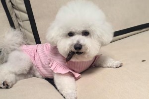 以十斤狗粮法斗幼犬能吃多久？（探究法斗幼犬食量及狗粮消耗速度）