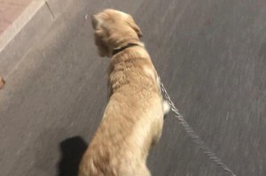 养拉布拉多犬的开销一览（了解养犬成本，为拉布拉多犬的幸福生活做好准备）