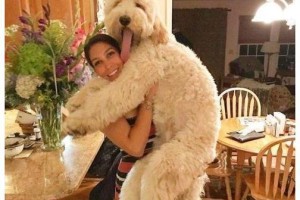 贵宾犬的身高体重及饲养技巧（了解贵宾犬的身体特征，让你的宠物更加健康幸福）
