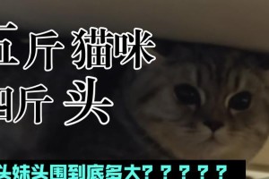 揭秘猫咪歪头看你的原因（探究猫咪歪头行为的背后逻辑）