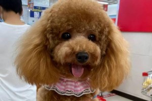 泰迪犬饲养全攻略（了解泰迪犬每月狗粮需求量，让它健康快乐成长）