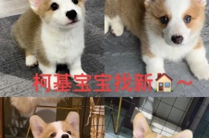 小狗离开窝后最好的食物选择（为你的小狗提供健康与营养的食物）