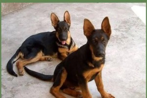 三种德国牧羊犬，你更喜欢哪一种？（探索不同德国牧羊犬品种的魅力与特点）