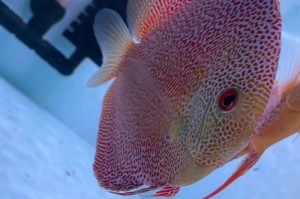 七彩神仙与适合混养的鱼种选择（打造绚丽水族世界，七彩神仙鱼的理想伙伴）
