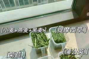 出生10多天的小兔该如何喂养？（小兔吃什么？怎样喂养才健康？）