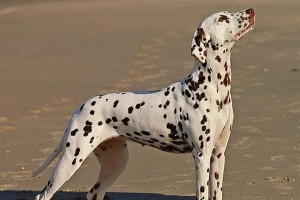 以大麦町犬为宠物的饲养方法（了解大麦町犬的生活习性与健康护理）