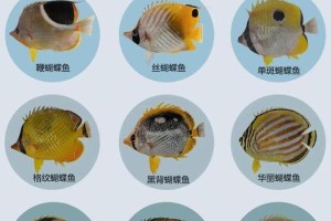 鞭蝴蝶鱼饲养方法（打造饲养专业，保障鞭蝴蝶鱼健康）