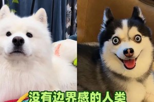 泰迪狗的嗅觉敏锐（探索泰迪狗对恶臭气味的敏感程度和它们如何应对）