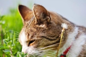 猫咪为何喜欢猫薄荷？（探究猫咪对猫薄荷的强烈吸引力）