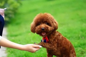 白爪四足的狗-寻找狗中的珍稀品种（揭秘白爪四足狗的奥秘）