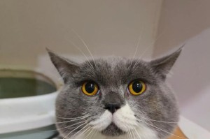 猫之优点（探究猫的天赋和积极影响）