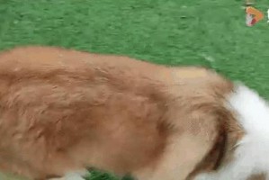 狗害怕鞭炮声的原因剖析（探寻狗类对鞭炮声的恐惧心理及行为表现）