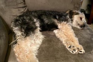 泰迪犬孕期症状及注意事项（了解泰迪犬孕期症状，为母犬健康生育保驾护航）