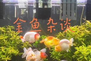 以兰寿新鱼的水质要求（保证水质，让兰寿新鱼健康成长）