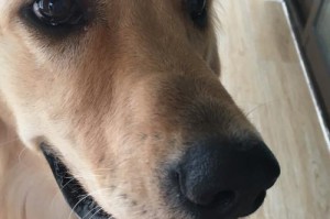 如何缓解狗大口喘气并减少抽搐（探索有效的药物治疗方法）