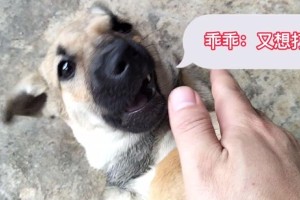 如何缓解幼犬牙痒？（给幼犬提供适当的咬嚼物）