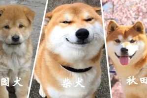 以柴犬几个月认主人——宠物与人类的情感纽带（探究柴犬认主的原因、时长和方法）