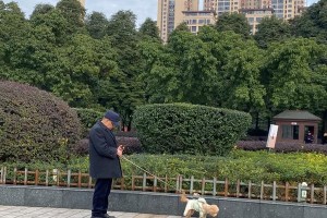 城市禁止养的狗种类及相关政策（了解城市对特定狗种养育的限制，确保城市安全和和谐共处）
