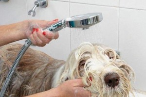 狗狗洗澡的水温选择（如何确定适合狗狗洗澡的水温）