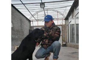 如何训练你的拉布拉多犬（从几个月开始，让你的宠物变成听话的好狗狗）
